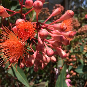 https://heritagegardens.com.au/wp-content/uploads/2023/02/Flowering-gum-2.jpg
